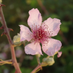 Rubus anatolicus