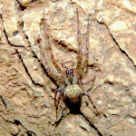 Metellina merianae