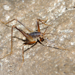 Dolichopoda euxina