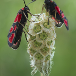 Zygaena haberhaueri