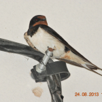 Hirundo rustica