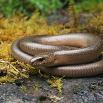 Anguis colchica