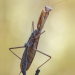 Mantis religiosa