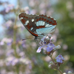 Limenitis reducta