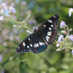 Limenitis reducta