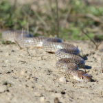 Dolichophis schmidti