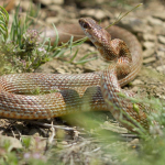 Dolichophis schmidti