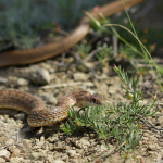 Dolichophis schmidti