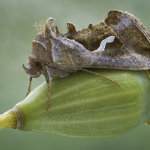 Macdunnoughia confusa