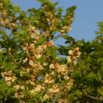 Ulmus minor