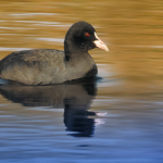 Fulica atra