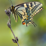 Papilio machaon