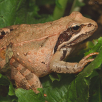 Rana macrocnemis