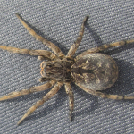 Geolycosa dunini