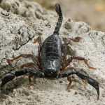 Euscorpius italicus