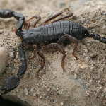 Euscorpius italicus