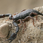 Euscorpius italicus