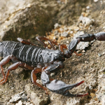 Euscorpius italicus