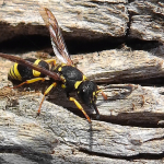 Ancistrocerus nigricornis