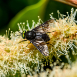 Chrysops caecutiens