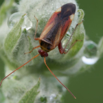 Adelphocoris ticinensis