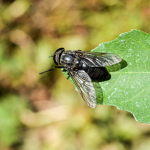 Hybomitra caucasica