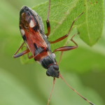 Beosus quadripunctatus