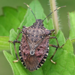 Halyomorpha halys