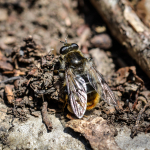 Cheilosia illustrata