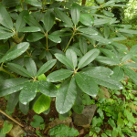 Rhododendron ungernii