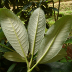 Rhododendron ungernii