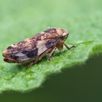 Philaenus spumarius