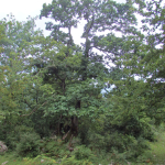 Quercus hartwissiana