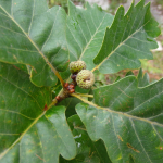 Quercus hartwissiana