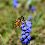 Eristalis tenax