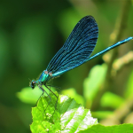 Calopteryx virgo