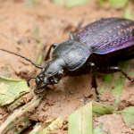 Carabus adamsi