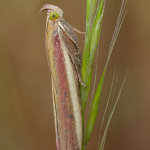 Oncocera semirubella