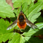 Bombylius major