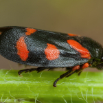 Cercopis intermedia