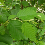 Alnus incana