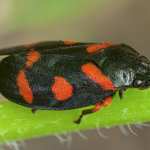 Cercopis intermedia