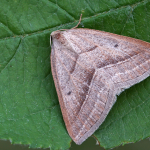 Petrophora chlorosata