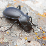 Carabus tamsi