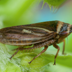 Aphrodes bicincta