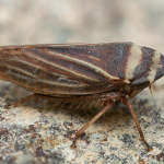 Aphrodes bicincta