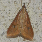 Udea ferrugalis