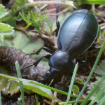 Carabus calleyi