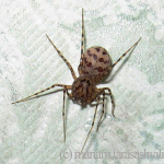 Scytodes thoracica