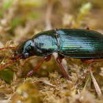 Harpalus rubripes